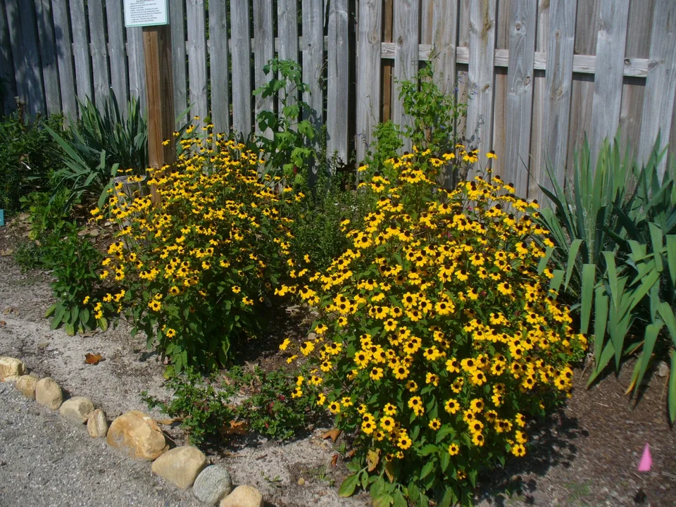form in Moore County in summer