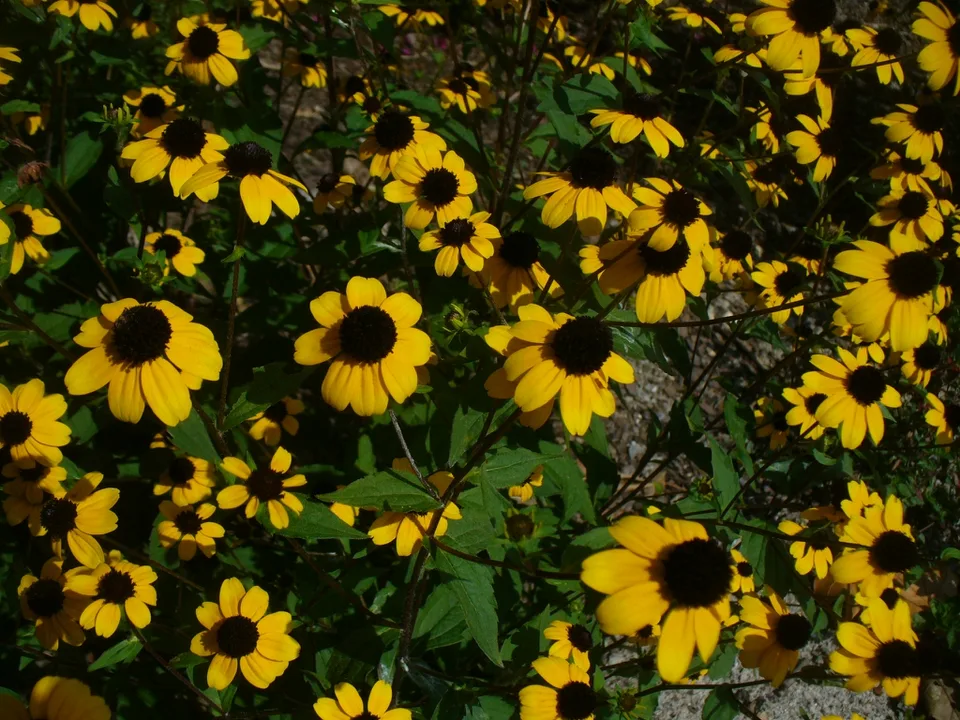 in summer in Moore county: close up of flowers and leaves