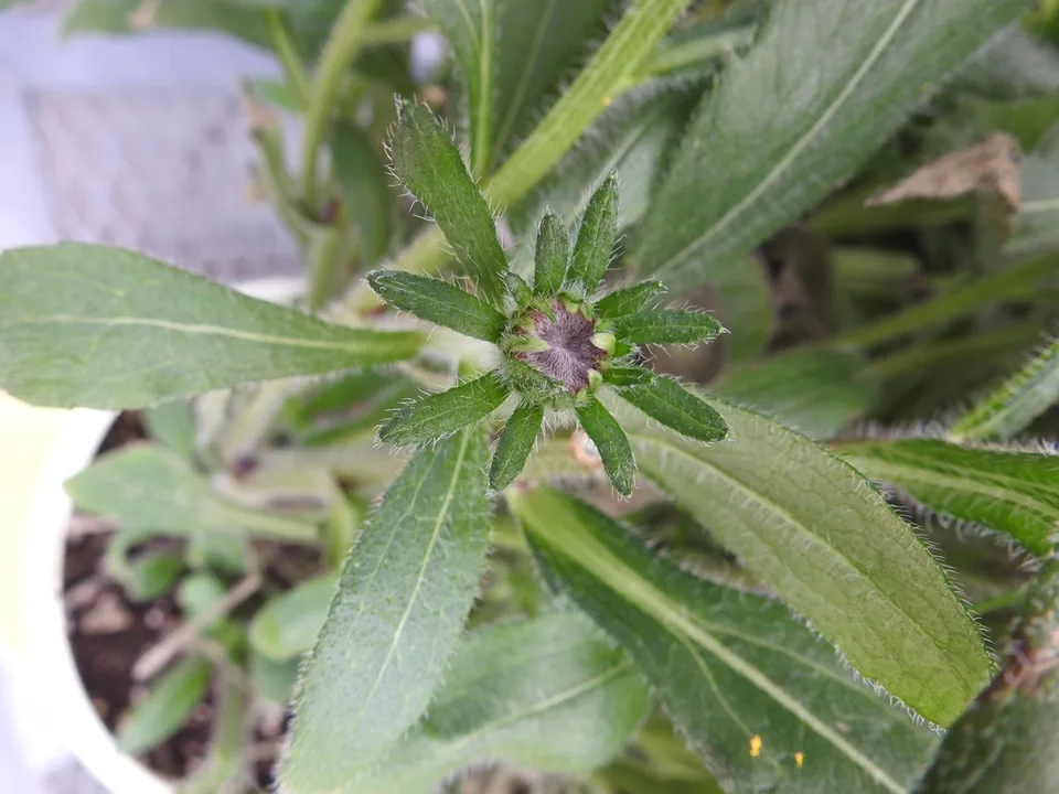 Flower bud
