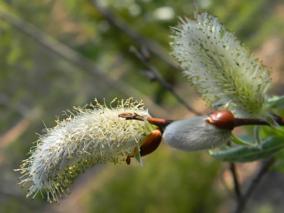 Salix caprea