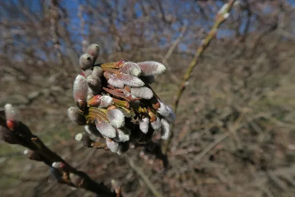 Salix sachhalinensis 'Sekka'
