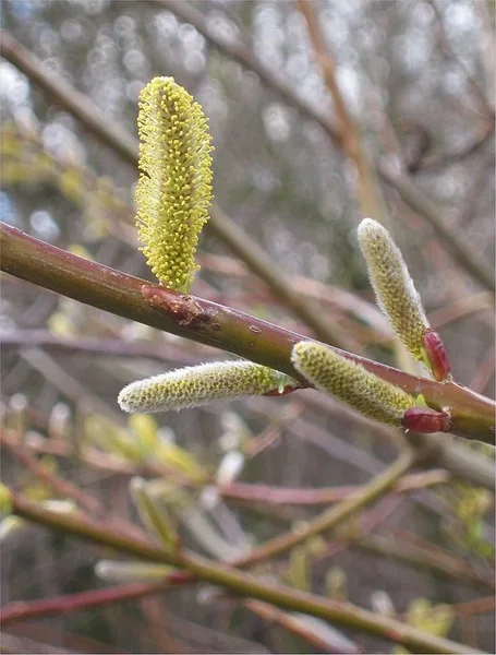 Salix sachhalinensis 'Sekka'