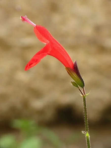 Single red, 2-lipped, tubular flower.