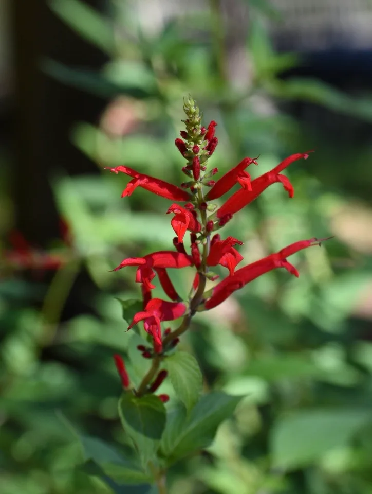 Spike of red, 2-lipped flowers.