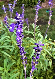 Spikes of 2-lipped deep purple-blue flowers.