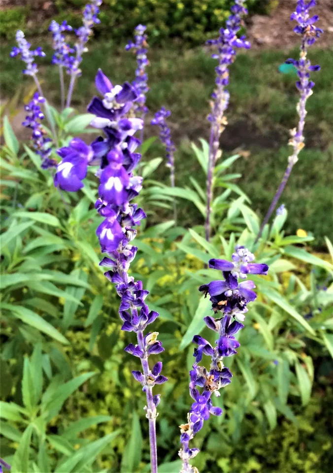 Spikes of 2-lipped deep purple-blue flowers.