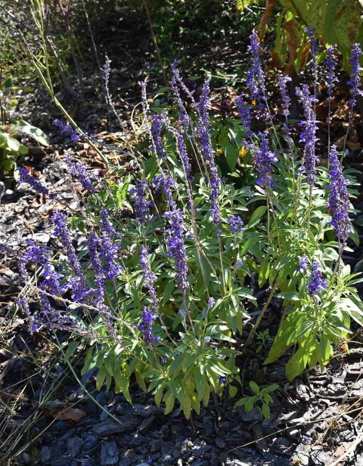 Low plants with spikes of deep purple blue flowers.