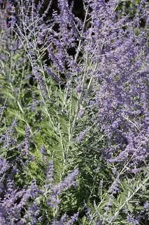 Branched purple inflorescence bearing purple flowers.