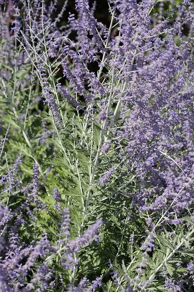Branched purple inflorescence bearing purple flowers.