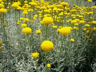 Cotton Lavender — Santolina chamaecyparissus