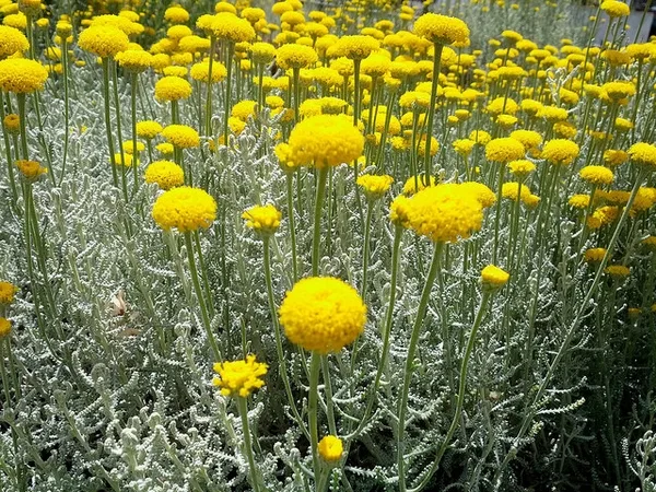 Cotton Lavender — Santolina chamaecyparissus