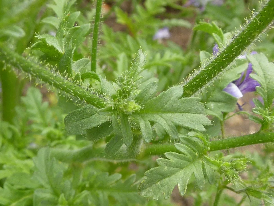 Leaves and stem