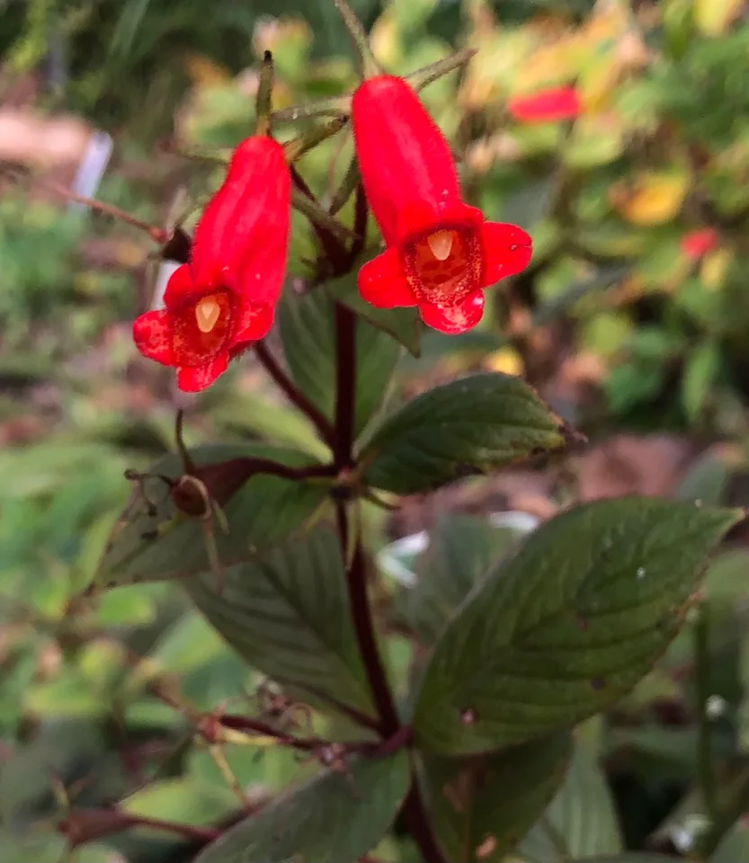 Flowers - Nov. 3 - Wake Co., NC