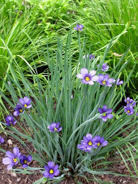 Sisyrinchium angustifolium