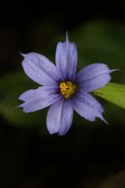 Sisyrinchium mucronatum