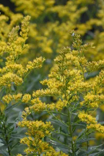 Flowers - Fall - Wake Co., NC