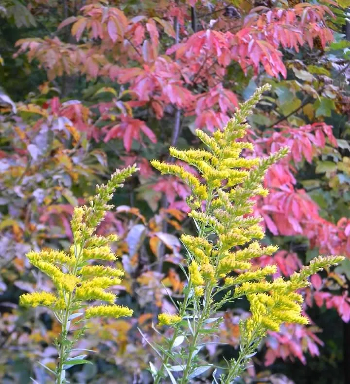 Flowers w/ Sourwood in the Background - Fall - Buncombe Co., NC