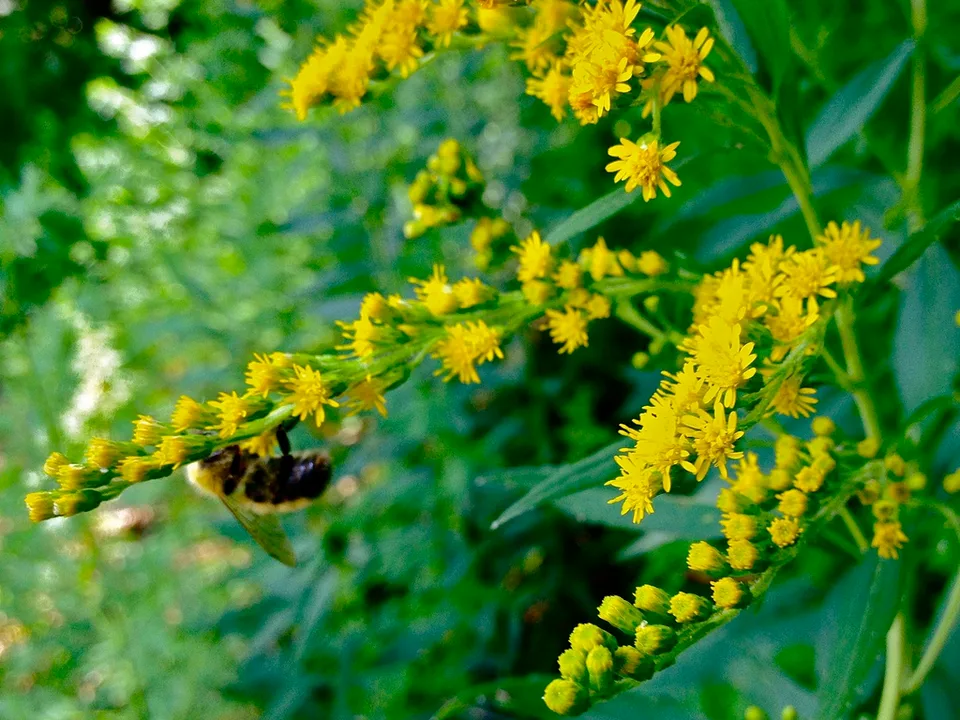 Solidago juncea