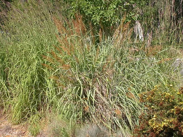 Yellow Indiangrass — Form