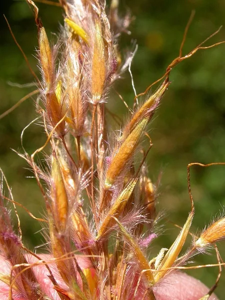 Yellow Indiangrass — Inflorescence