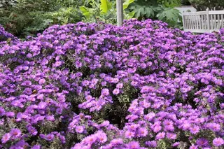 Many purple flowers of 'Purple Dome' cultivar