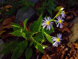 Aster prenanthoides