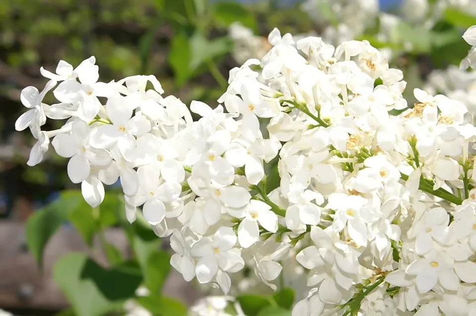 Syringa oblata var Ozz