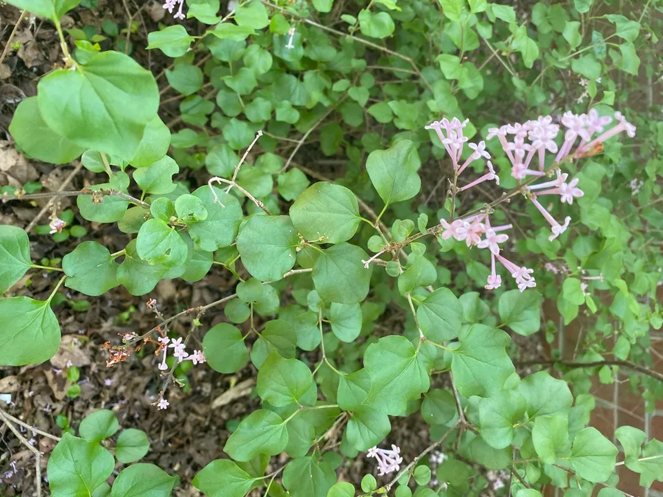 Syringa pubescens subsp. patula
