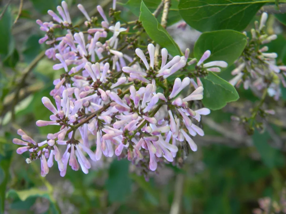 Syringa pubescens subsp. pubescens