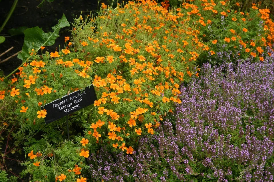 Signet Marigold — Tagetes tenuifolia 'Orange Gem' planted with thyme.