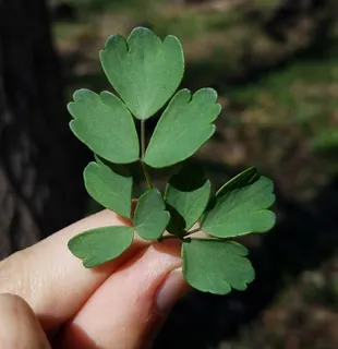 Thalictrum dasycarpum