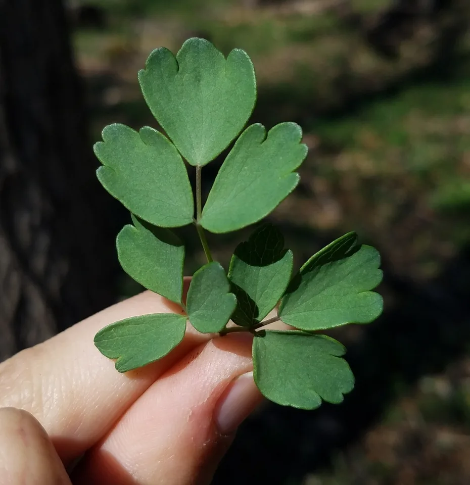 Thalictrum dasycarpum
