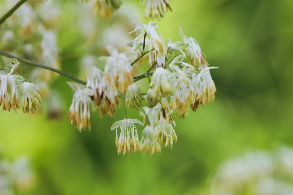 Thalictrum dasycarpum