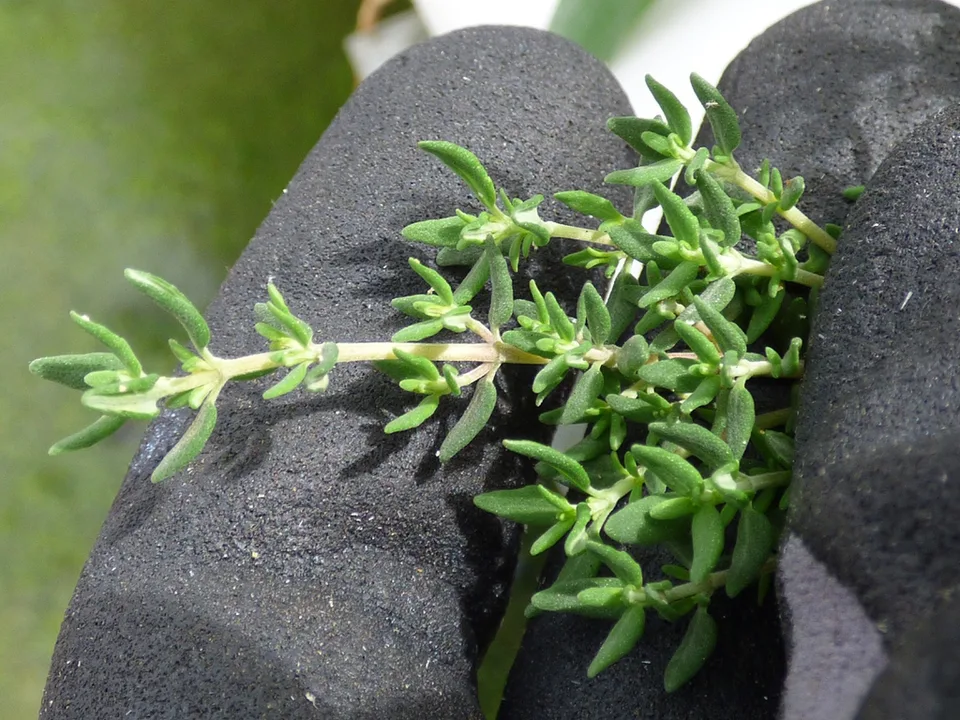 Garden Thyme — Leaves