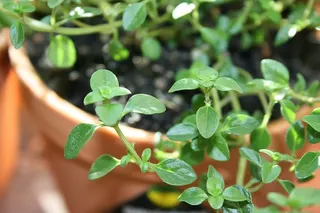 Garden Thyme — Leaf detail