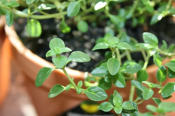 Garden Thyme — Leaf detail