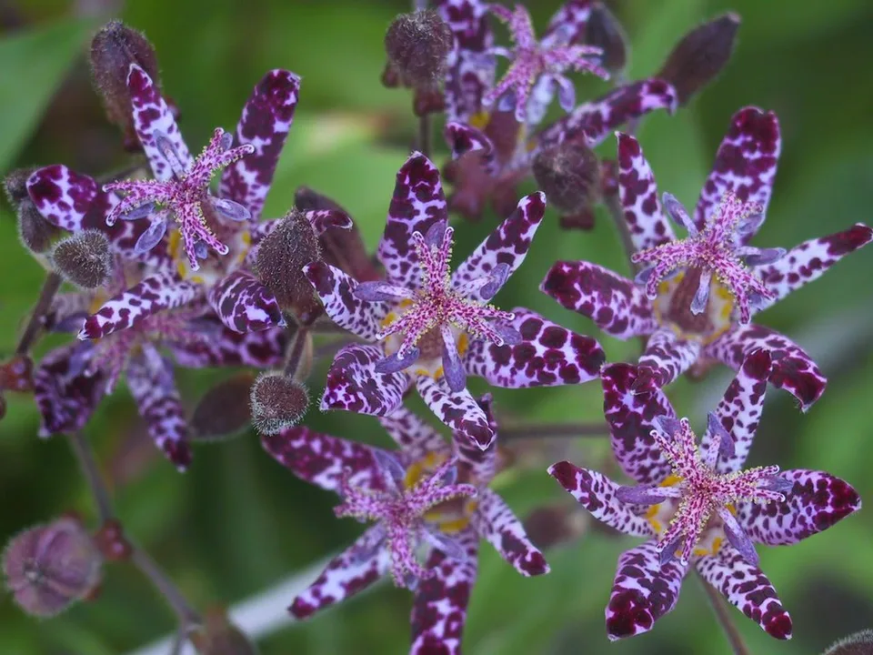 Tricyrtis-formosana