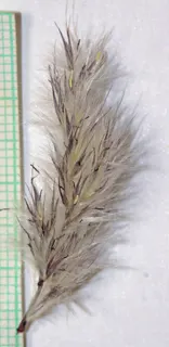 Erianthus ravennae