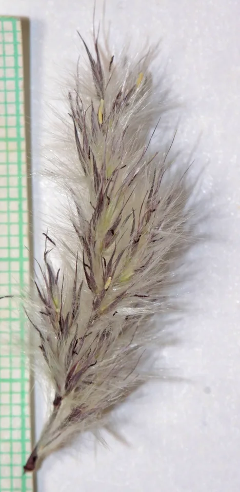 Erianthus ravennae