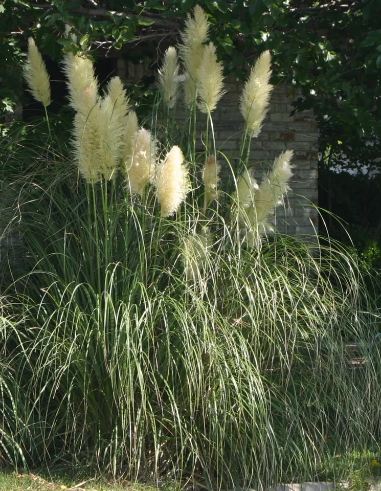 Erianthus ravennae