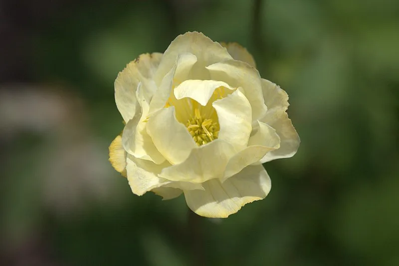 Trollius x cultorum