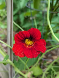 Flower close up