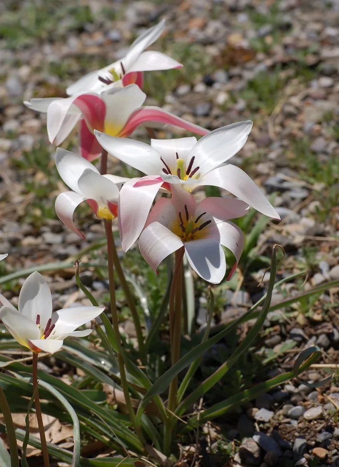 Inside view of flower