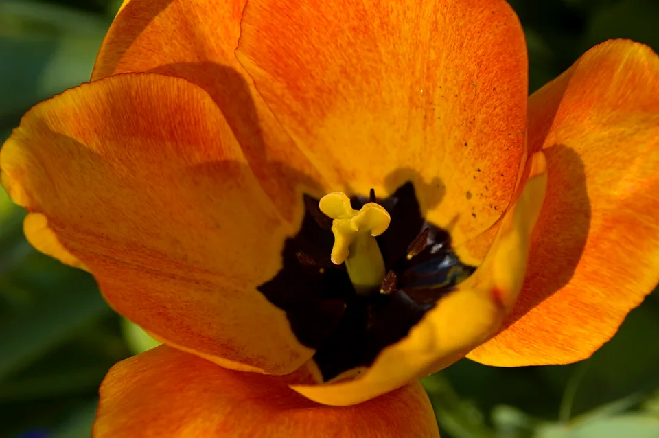 Flowers