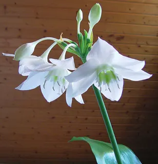 Waxy white flowers atop a long stalk.