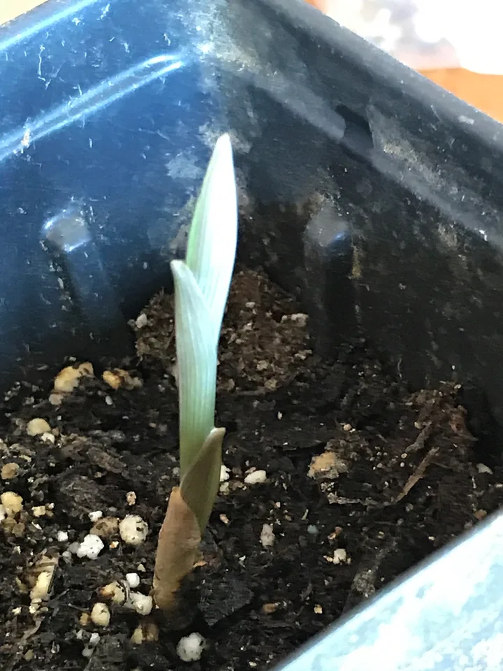 New spring growth