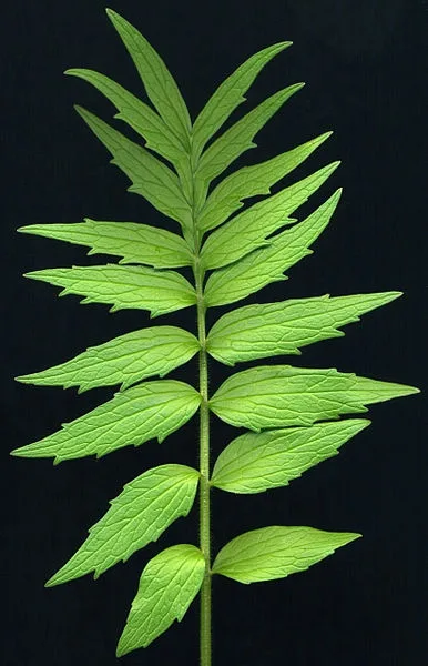 Valeriana officinalis