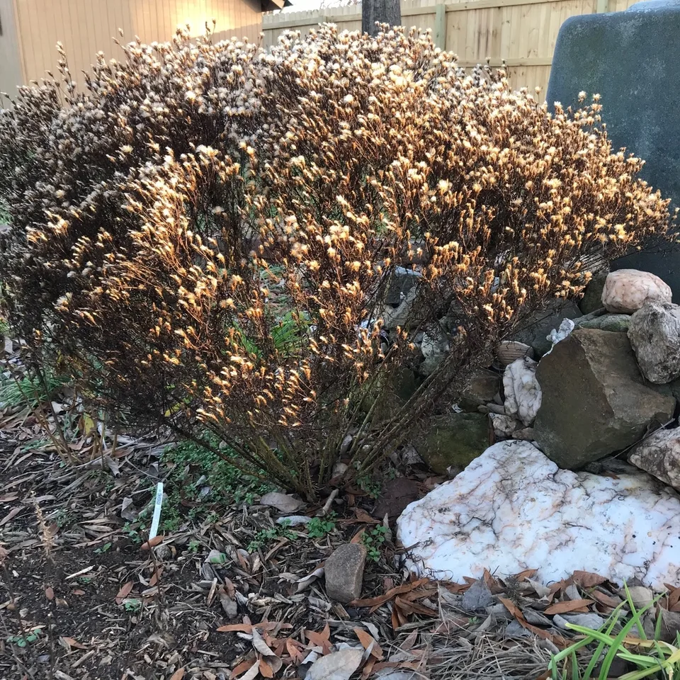 Winter form Dec. in Cabarrus Co.