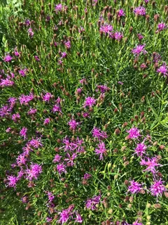 Flowers 'Iron Butterfly'