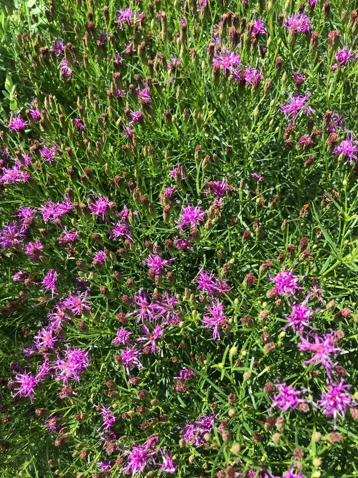 Flowers 'Iron Butterfly'